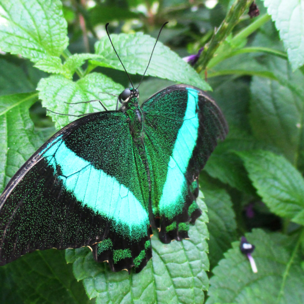 Papilio-palinurus-Banded-peacock-3.png