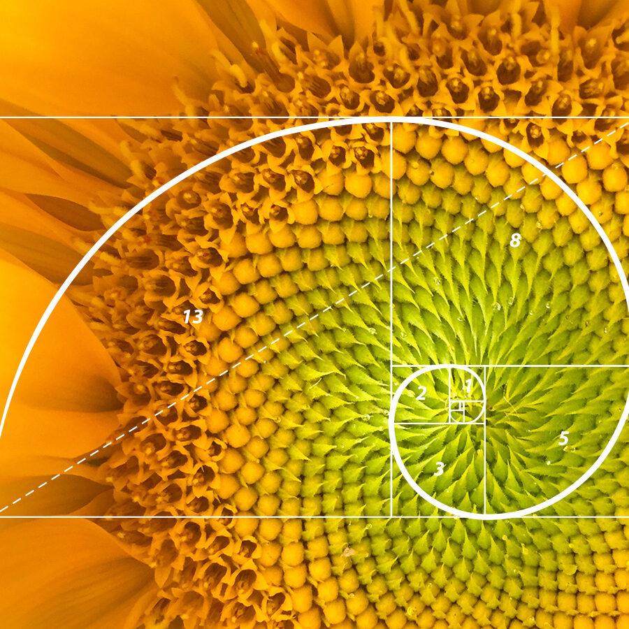 the-golden-ratio-teaser.jpg